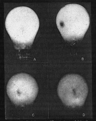 Images of flashbulbs flashing